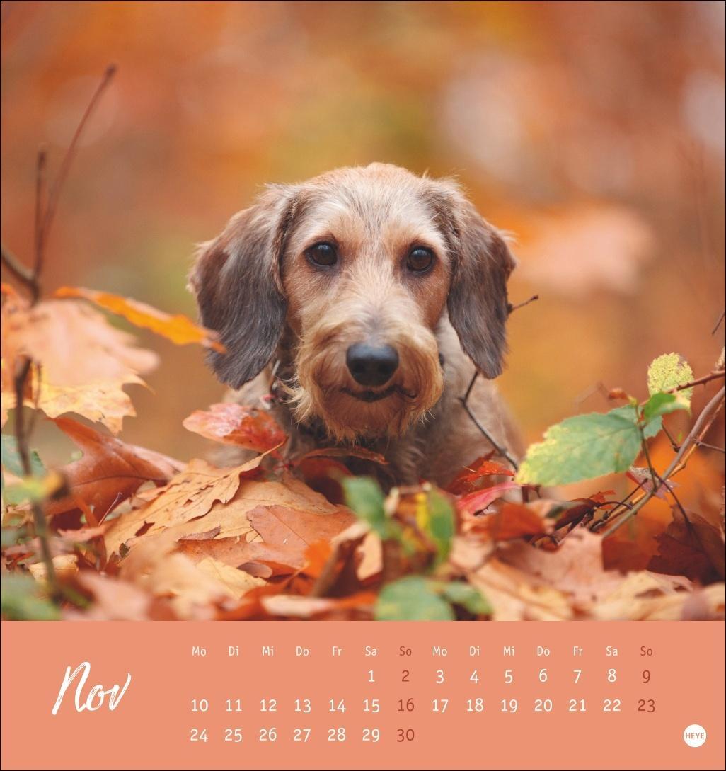 Bild: 9783756407156 | Dackel Postkartenkalender 2025 | Heye | Kalender | Spiralbindung