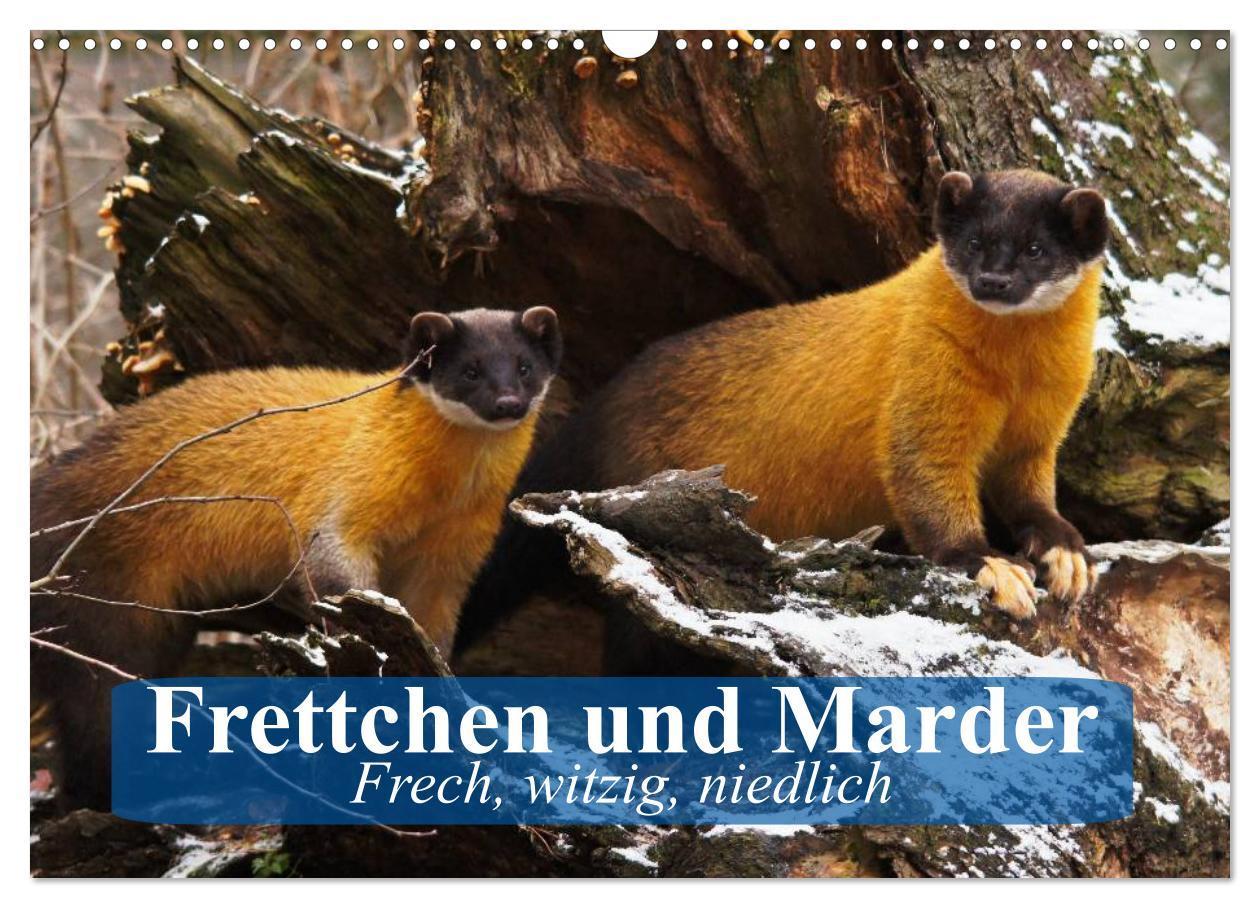 Cover: 9783435515073 | Frettchen und Marder. Frech, witzig, niedlich (Wandkalender 2025...