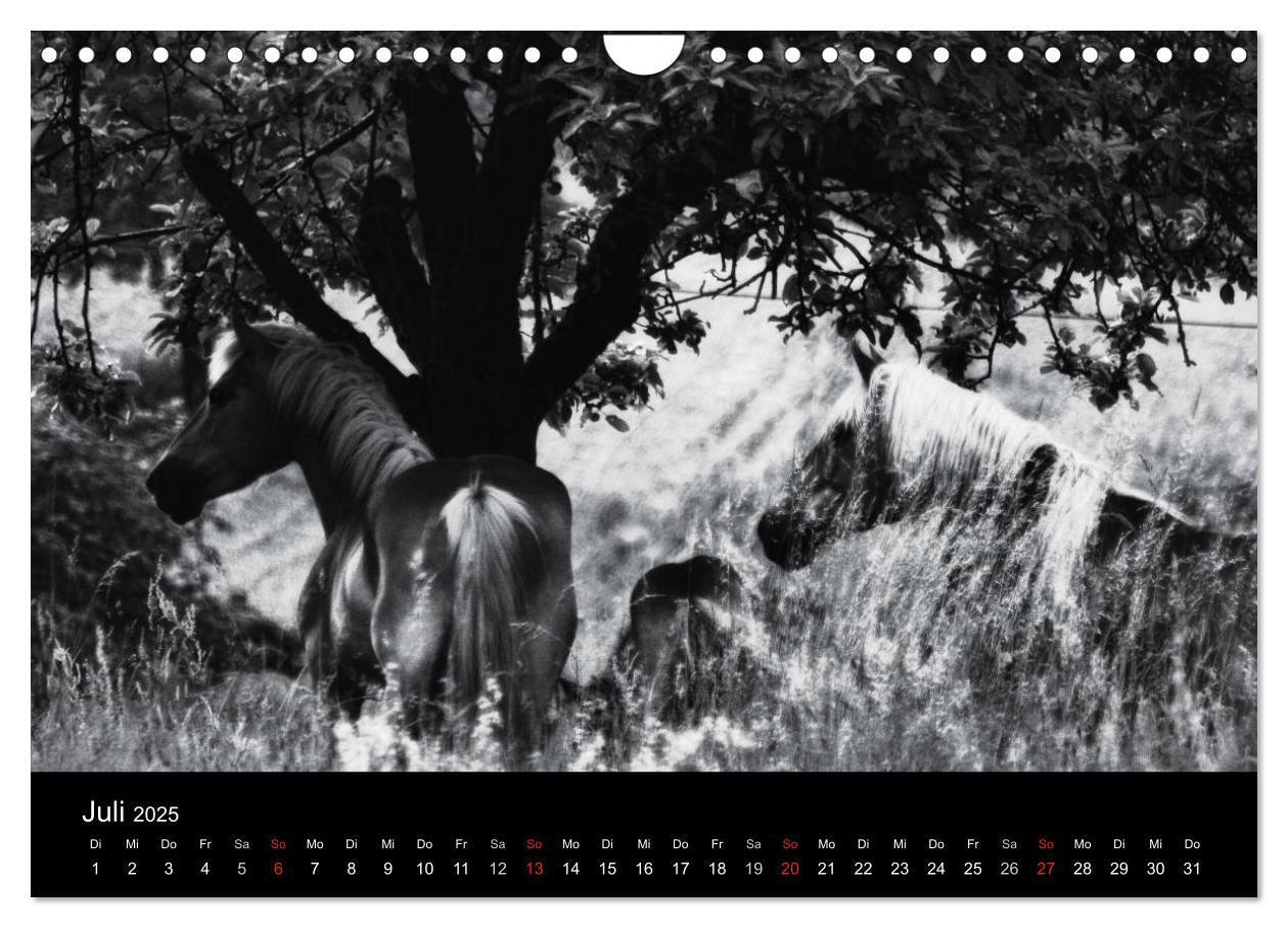 Bild: 9783435770298 | Pferde 2025 Wild Thing (Wandkalender 2025 DIN A4 quer), CALVENDO...