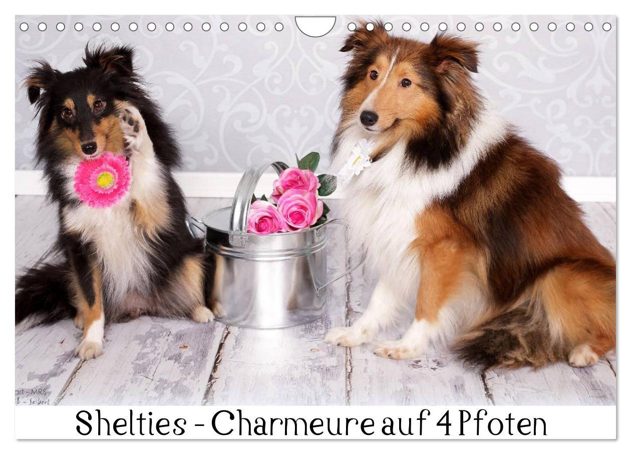 Cover: 9783435732166 | Shelties : Charmeure auf 4 Pfoten (Wandkalender 2025 DIN A4 quer),...