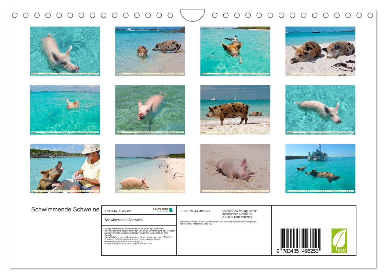 Bild: 9783435498253 | Schwimmende Schweine (Wandkalender 2025 DIN A4 quer), CALVENDO...