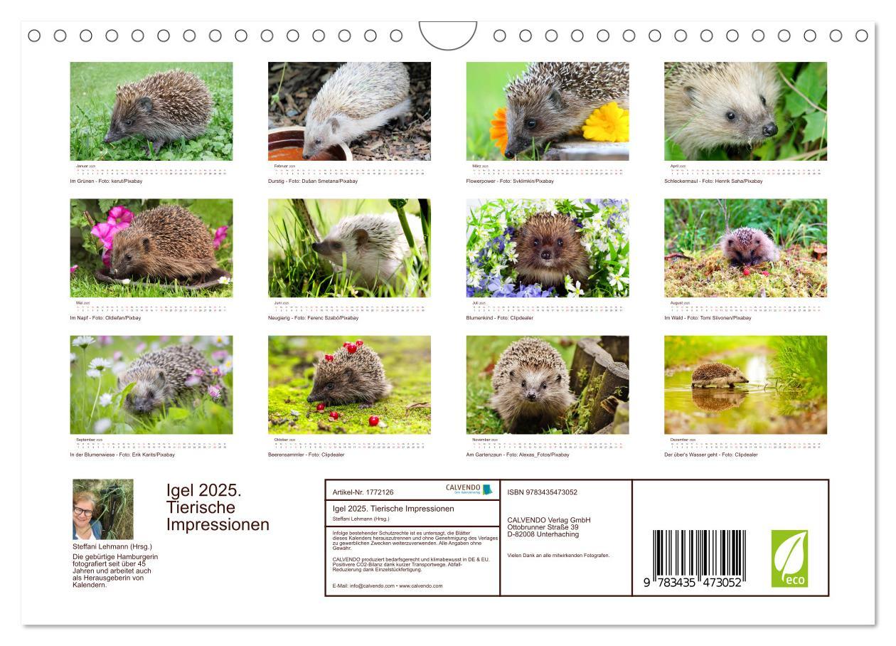 Bild: 9783435473052 | Igel 2025. Tierische Impressionen (Wandkalender 2025 DIN A4 quer),...