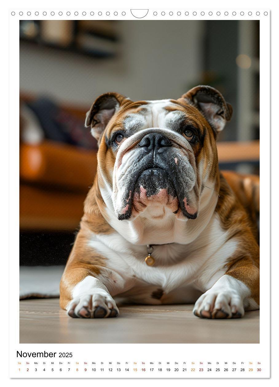 Bild: 9783457175699 | Englische Bulldogge - sanfter Kumpel (Wandkalender 2025 DIN A3...