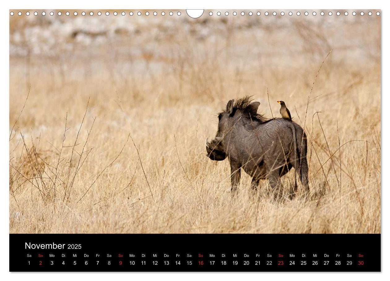 Bild: 9783435837793 | Wildlife Namibia (Wandkalender 2025 DIN A3 quer), CALVENDO...