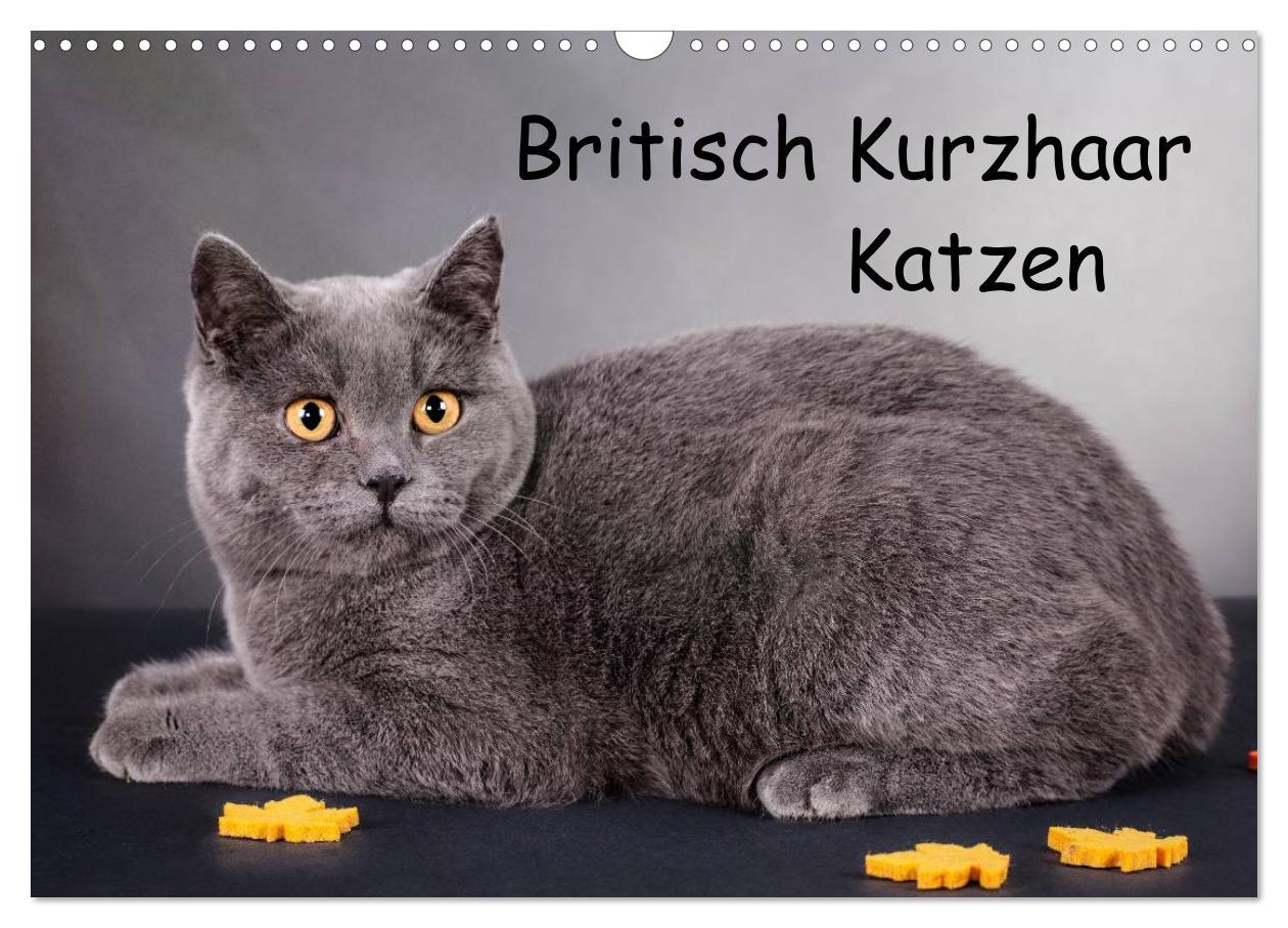 Cover: 9783435833597 | Britisch Kurzhaar Katzen (Wandkalender 2025 DIN A3 quer), CALVENDO...