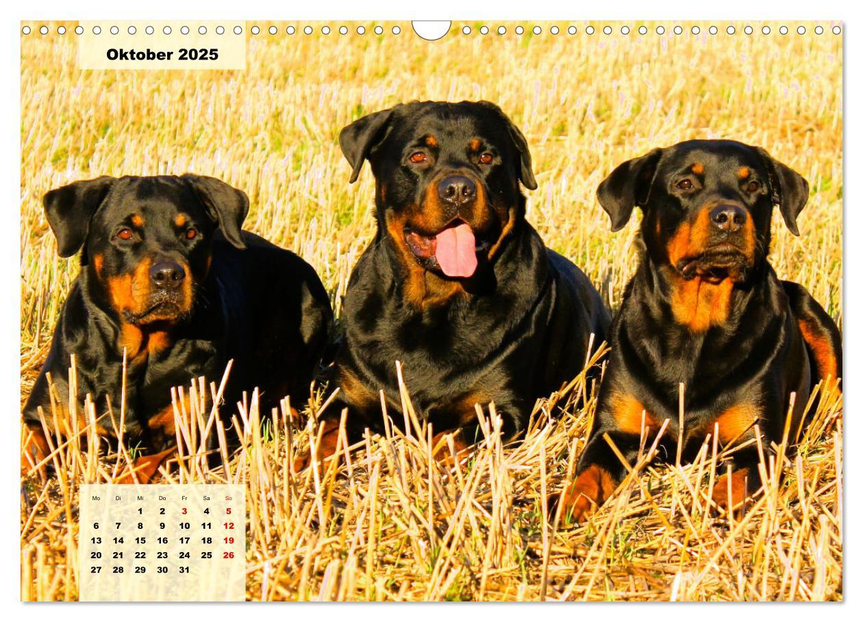 Bild: 9783383948138 | Mein Rottweiler. Nervenstarker Gebrauchs- und Begleithund...