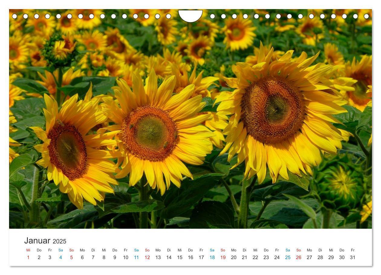 Bild: 9783435788514 | Sonnenblumen 2025 (Wandkalender 2025 DIN A4 quer), CALVENDO...