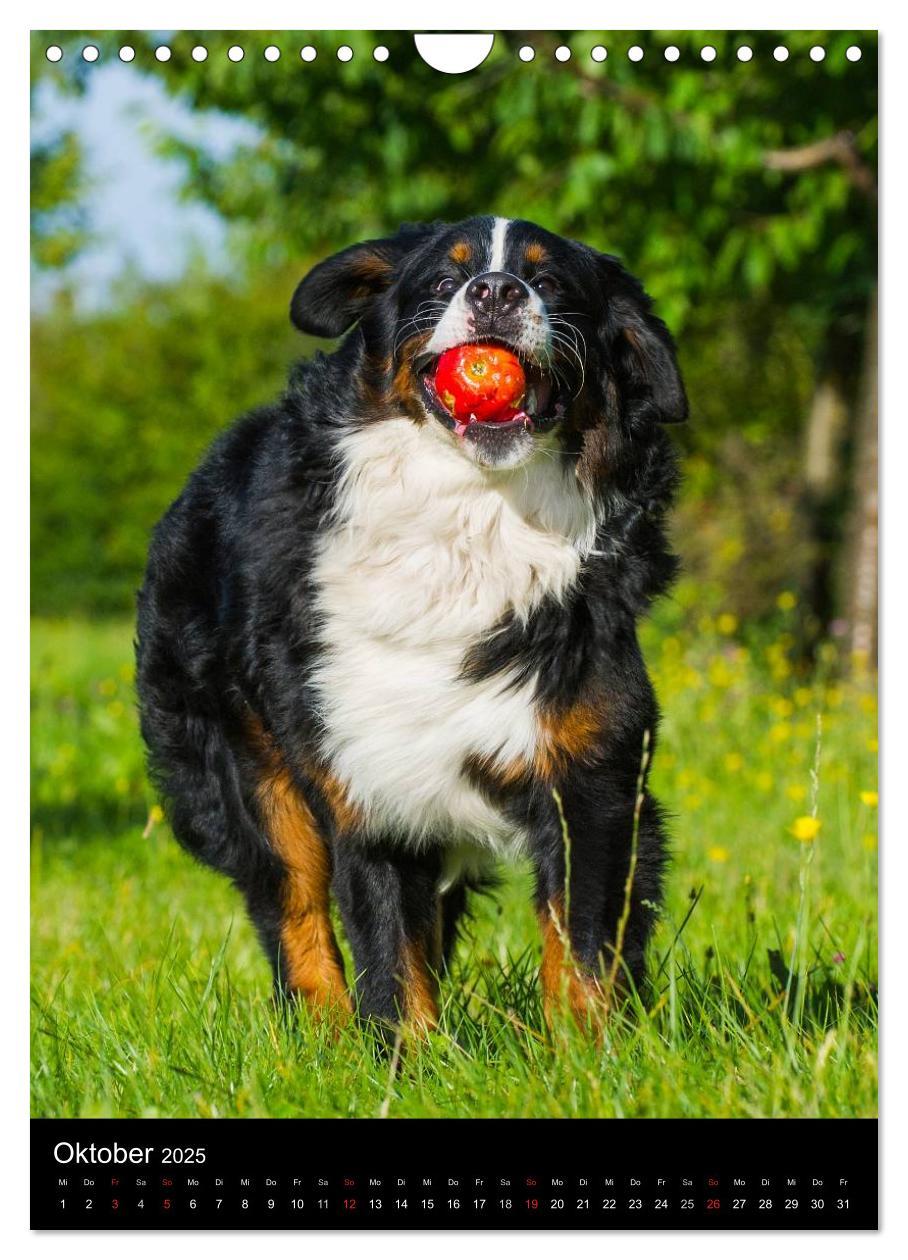 Bild: 9783457056325 | Faszination Berner Sennenhund (Wandkalender 2025 DIN A4 hoch),...