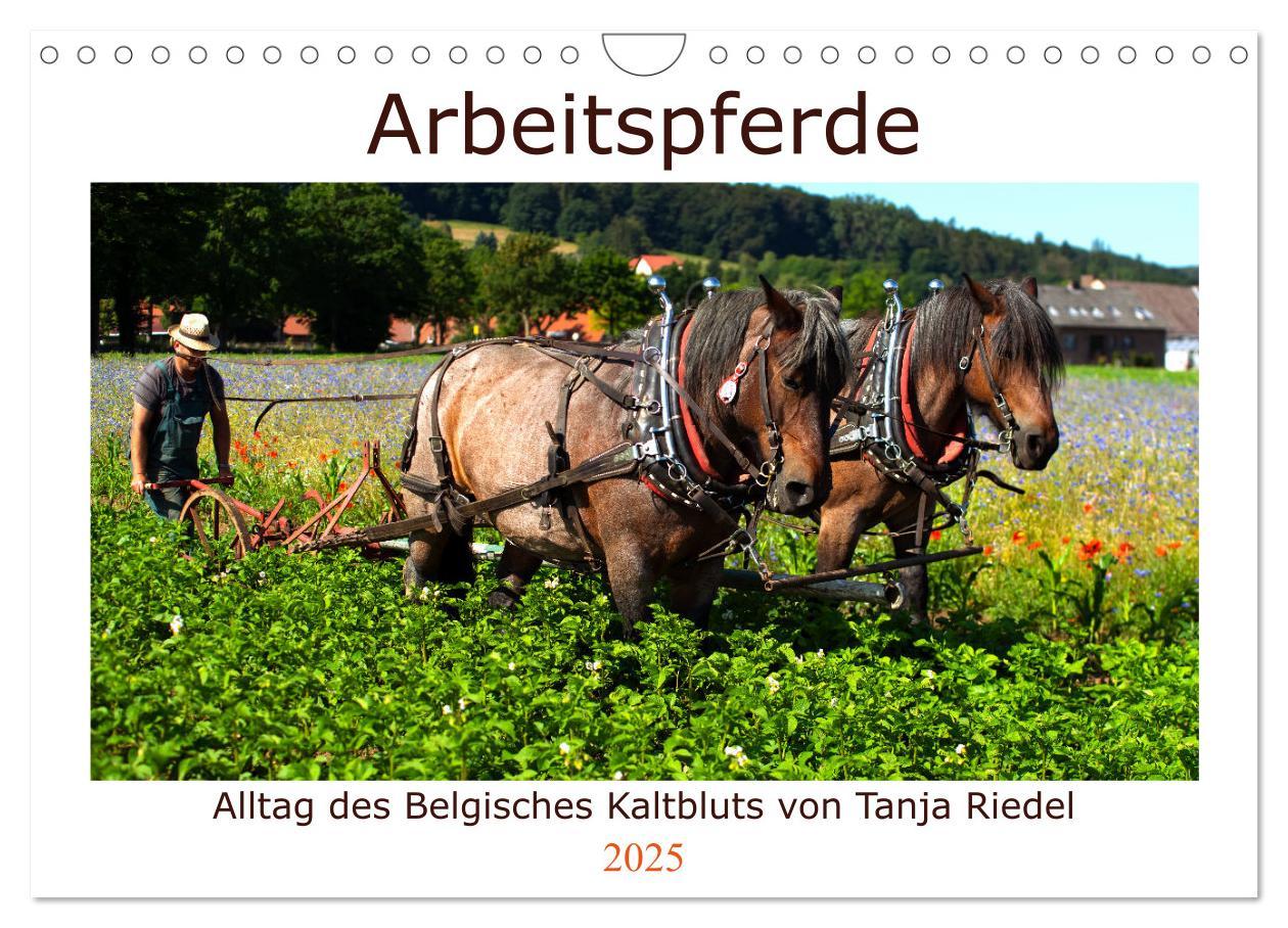 Cover: 9783435102174 | Arbeitspferde - Alltag des belgischen Kaltbluts (Wandkalender 2025...