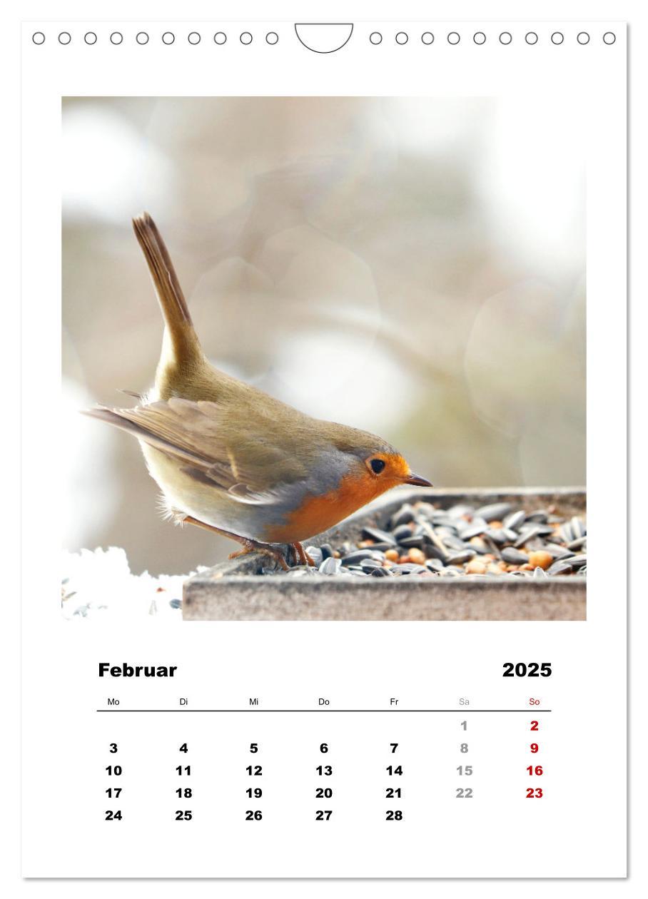 Bild: 9783435929955 | Rotkehlchen, süße kleine Knutschkugeln (Wandkalender 2025 DIN A4...