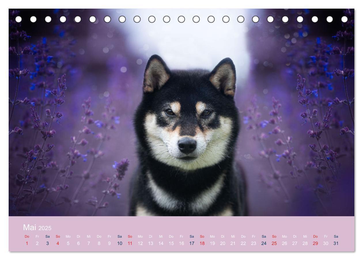 Bild: 9783457234181 | Shiba Inu - mutig, treu, selbstbewusst (Tischkalender 2025 DIN A5...