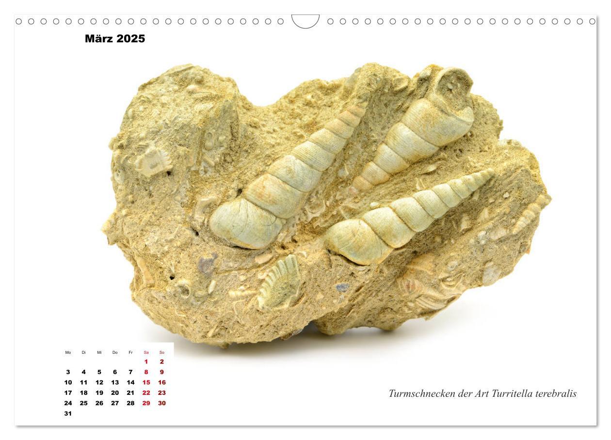 Bild: 9783435254187 | Fossilien - Ammoniten, Trilobiten, Erdgeschichte (Wandkalender 2025...