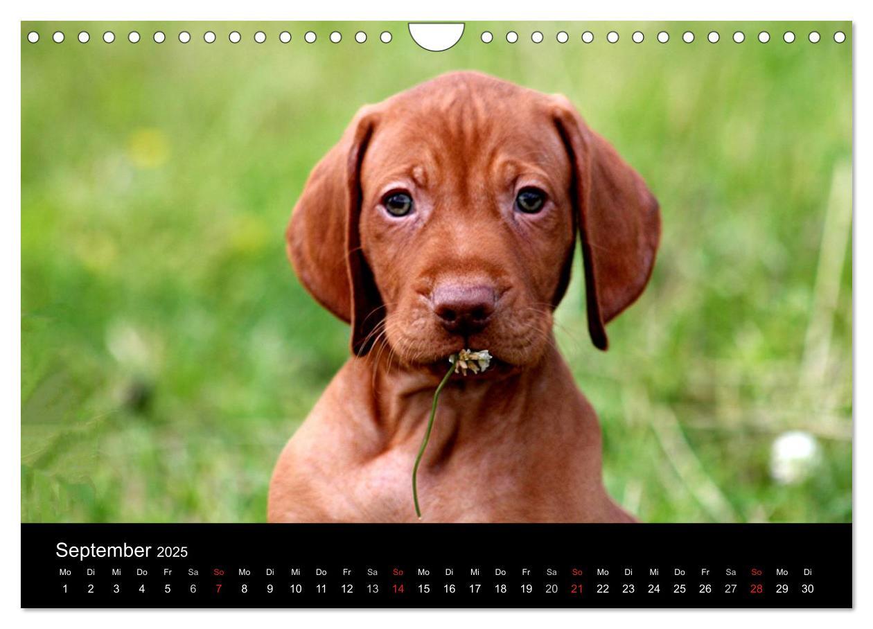 Bild: 9783435767625 | Magyar Vizsla Welpen (Wandkalender 2025 DIN A4 quer), CALVENDO...