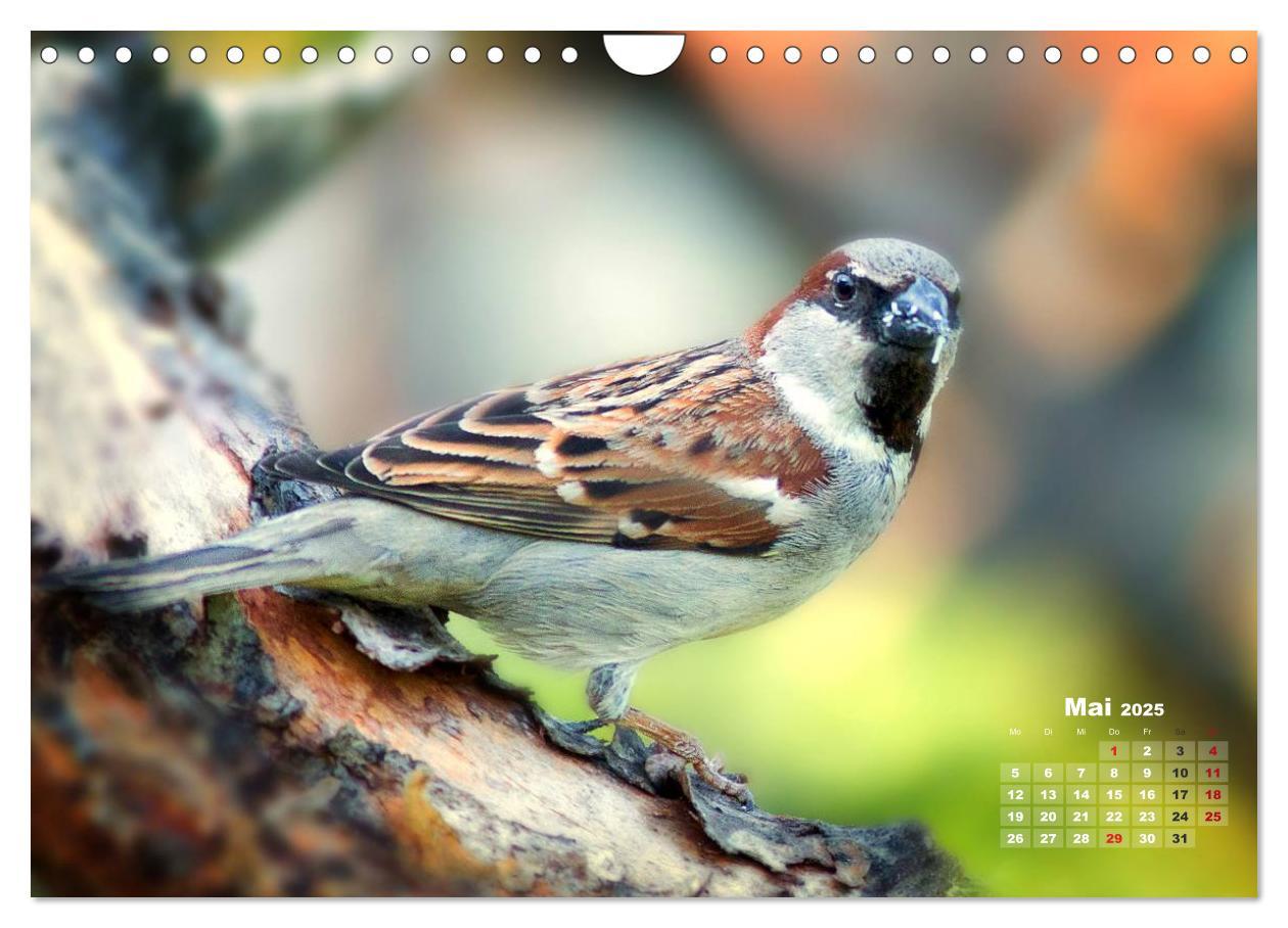 Bild: 9783435729210 | NATUR PUR - Singvögel ganz nah (Wandkalender 2025 DIN A4 quer),...