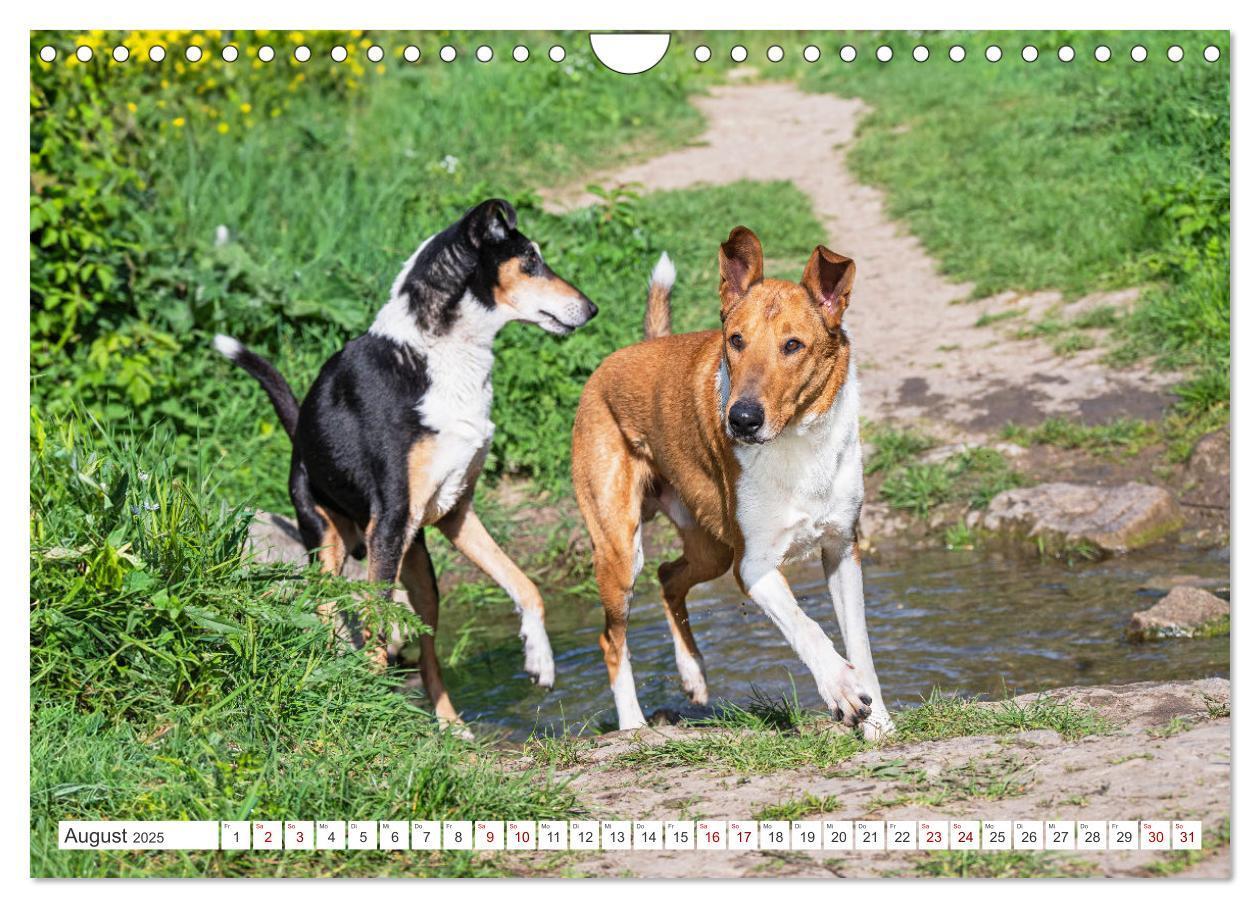 Bild: 9783457153178 | Ein Freund fürs Leben - Smooth Collie (Wandkalender 2025 DIN A4...