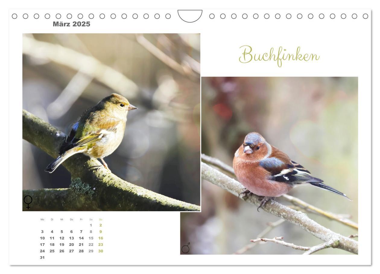 Bild: 9783435060269 | Vogel-Pärchen (Wandkalender 2025 DIN A4 quer), CALVENDO Monatskalender