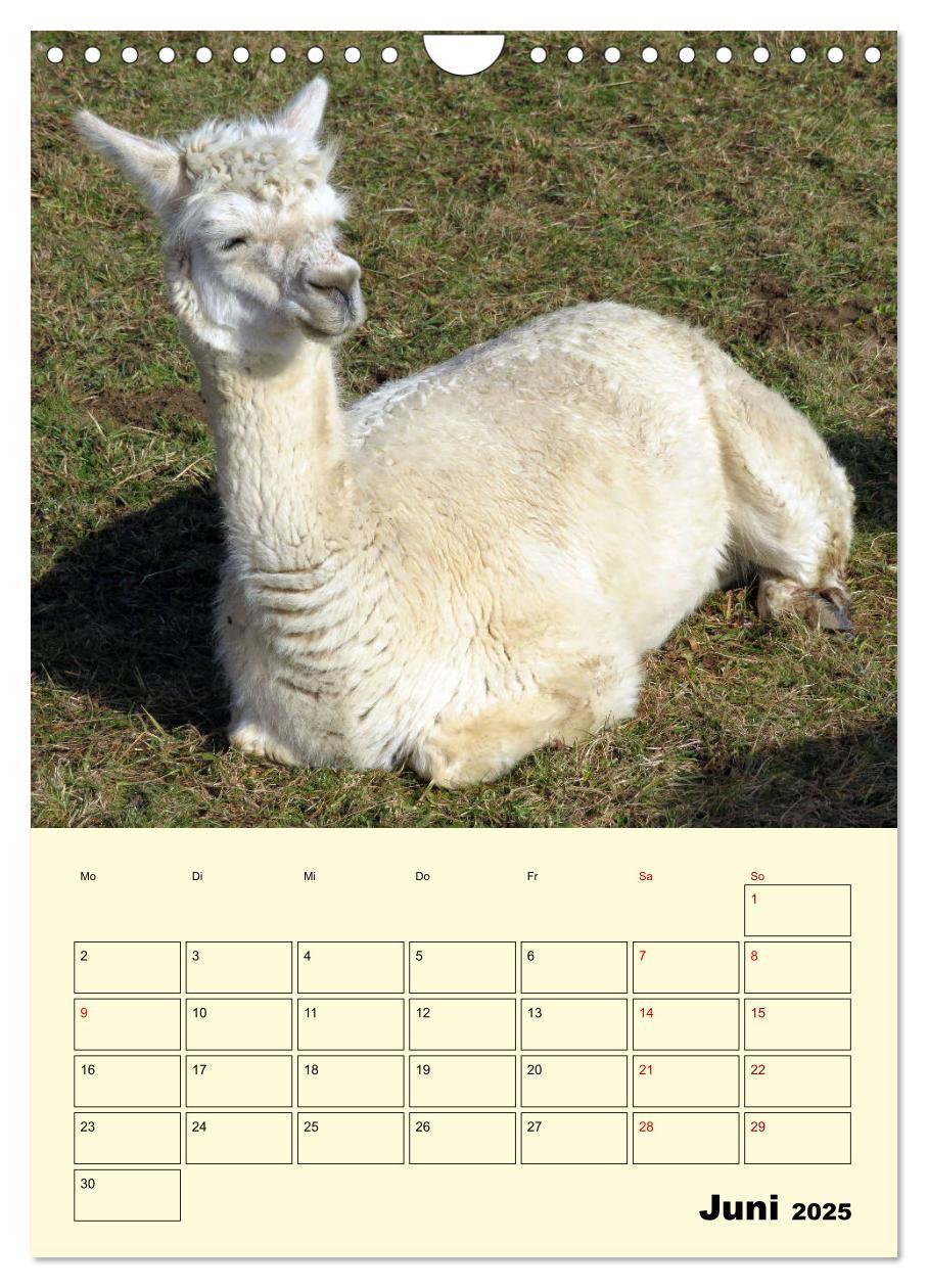 Bild: 9783435962839 | Alpakas erleben (Wandkalender 2025 DIN A4 hoch), CALVENDO...