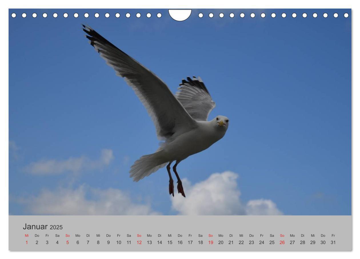 Bild: 9783435500260 | Impressionen von Texel (Wandkalender 2025 DIN A4 quer), CALVENDO...