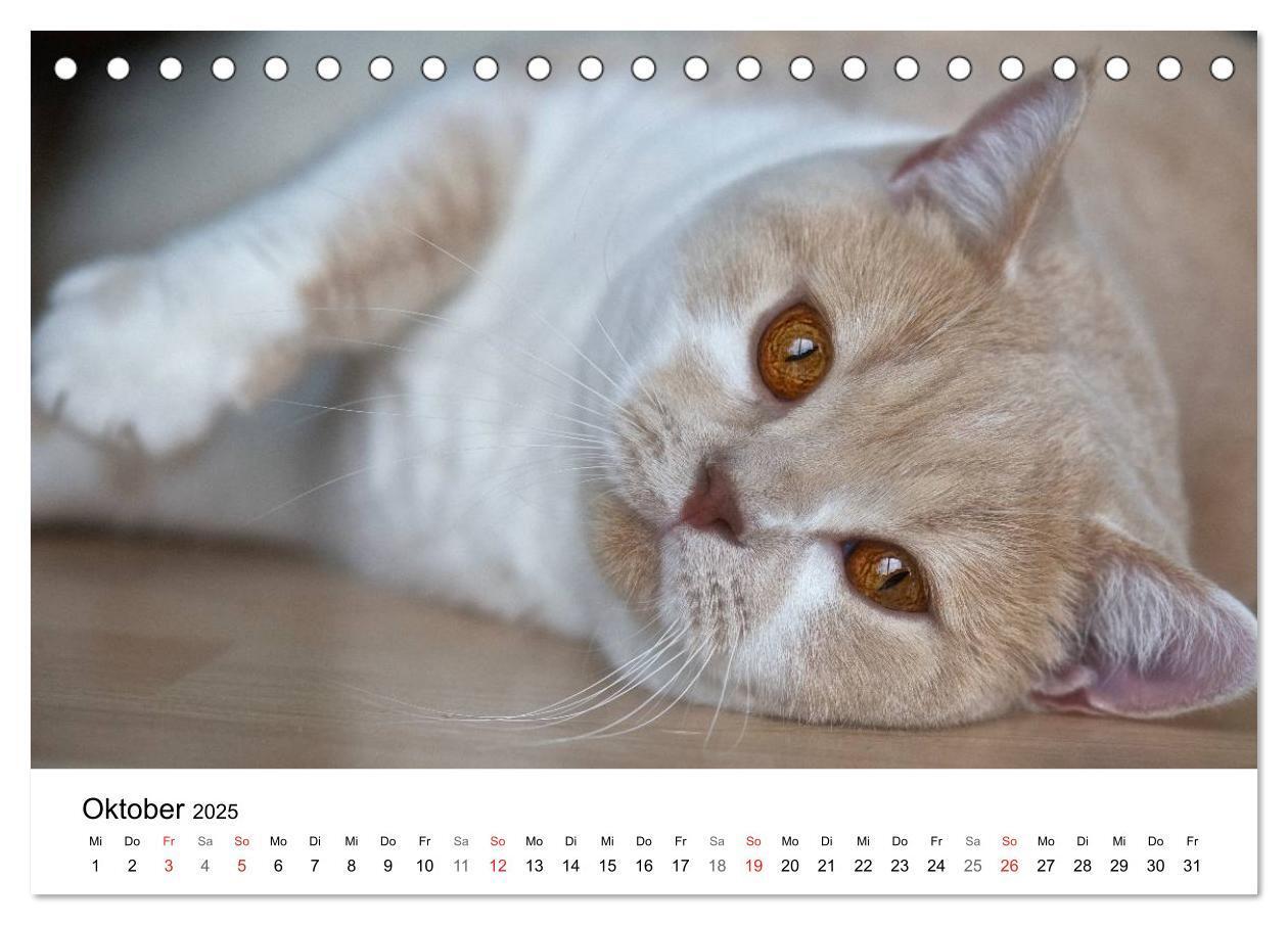 Bild: 9783435705290 | Rassekatzen 2025 (Tischkalender 2025 DIN A5 quer), CALVENDO...