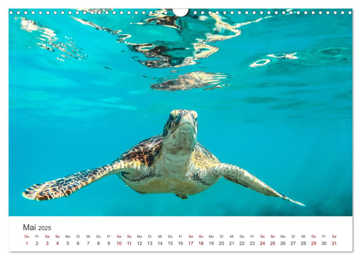 Bild: 9783383997358 | Schildkröten - Die gepanzerten Tiere. (Wandkalender 2025 DIN A3...