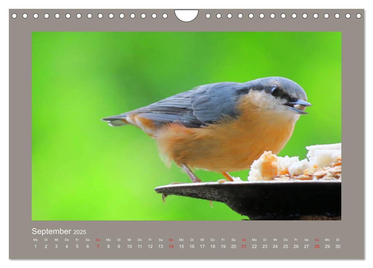 Bild: 9783435206049 | Vogelporträts - Heimische Vögel auf meinem Balkon (Wandkalender...