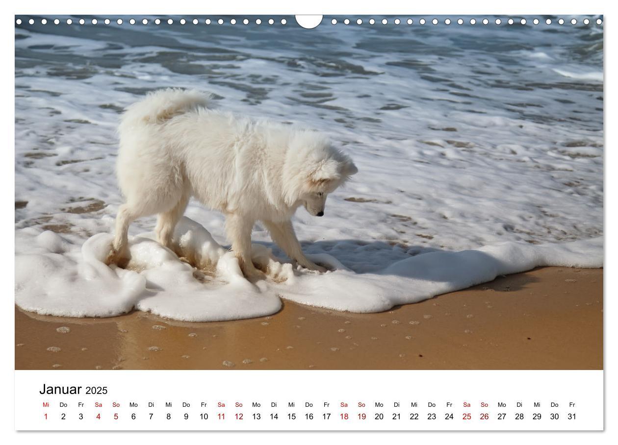 Bild: 9783435016099 | Ein Samojede am Meer (Wandkalender 2025 DIN A3 quer), CALVENDO...