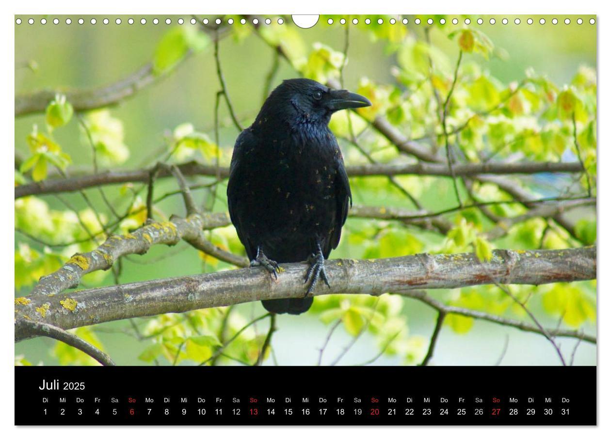 Bild: 9783435811373 | Das Leben der Rabenvögel (Wandkalender 2025 DIN A3 quer), CALVENDO...