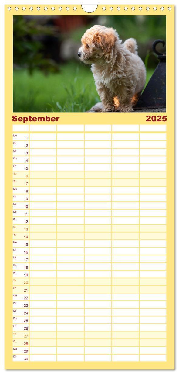 Bild: 9783457102107 | Familienplaner 2025 - Maltipoo Welpen mit 5 Spalten (Wandkalender,...