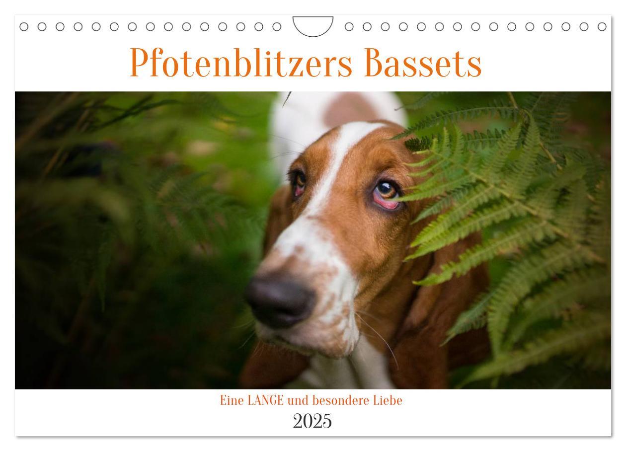 Cover: 9783457183274 | Der Basset, eine LANGE und besondere Liebe (Wandkalender 2025 DIN...