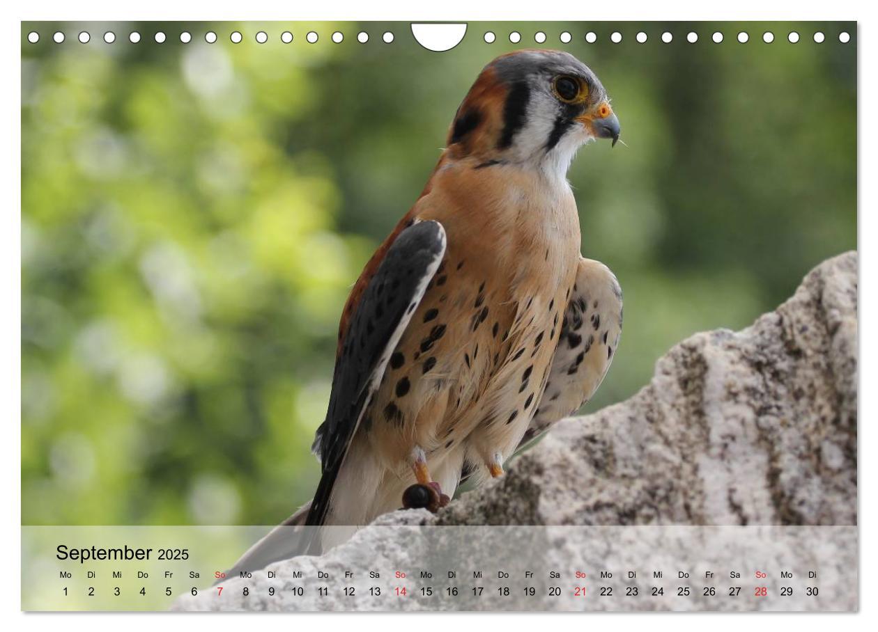 Bild: 9783435651450 | Falken und Greifvögel. Edle Jäger (Wandkalender 2025 DIN A4 quer),...