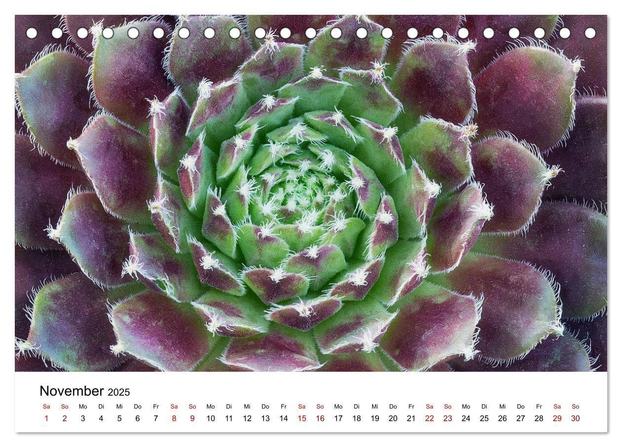 Bild: 9783435290574 | Sukkulenten Galerie (Tischkalender 2025 DIN A5 quer), CALVENDO...