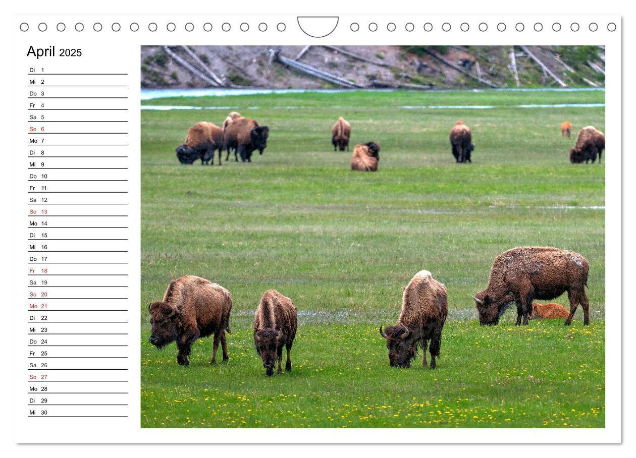 Bild: 9783435537174 | Der nordamerikanische Bison (Wandkalender 2025 DIN A4 quer),...