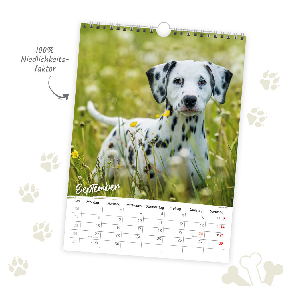 Bild: 9783988021991 | Trötsch Classickalender Hunde 2025 | Wandkalender | &amp;amp (u. a.)