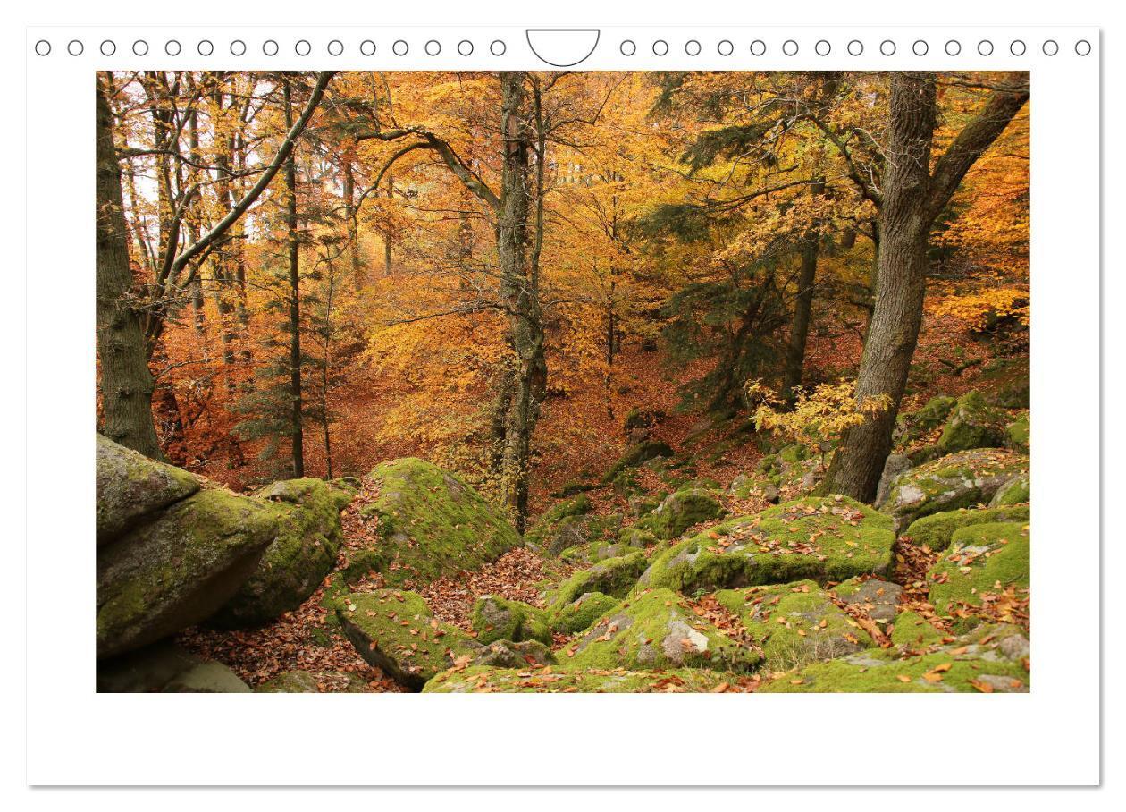 Bild: 9783435405565 | Zauberhafte Landschaften im Odenwald (Wandkalender 2025 DIN A4...