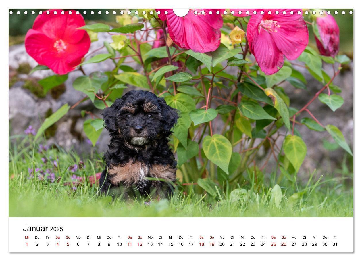 Bild: 9783435038053 | Maltipoo Welpen (Wandkalender 2025 DIN A3 quer), CALVENDO...