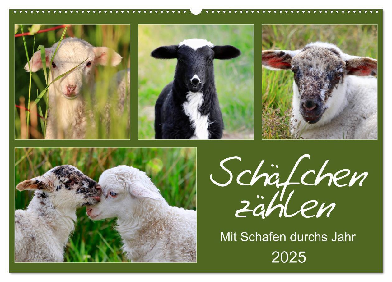 Cover: 9783435429318 | Schäfchen zählen - Mit Schafen durchs Jahr (Wandkalender 2025 DIN...