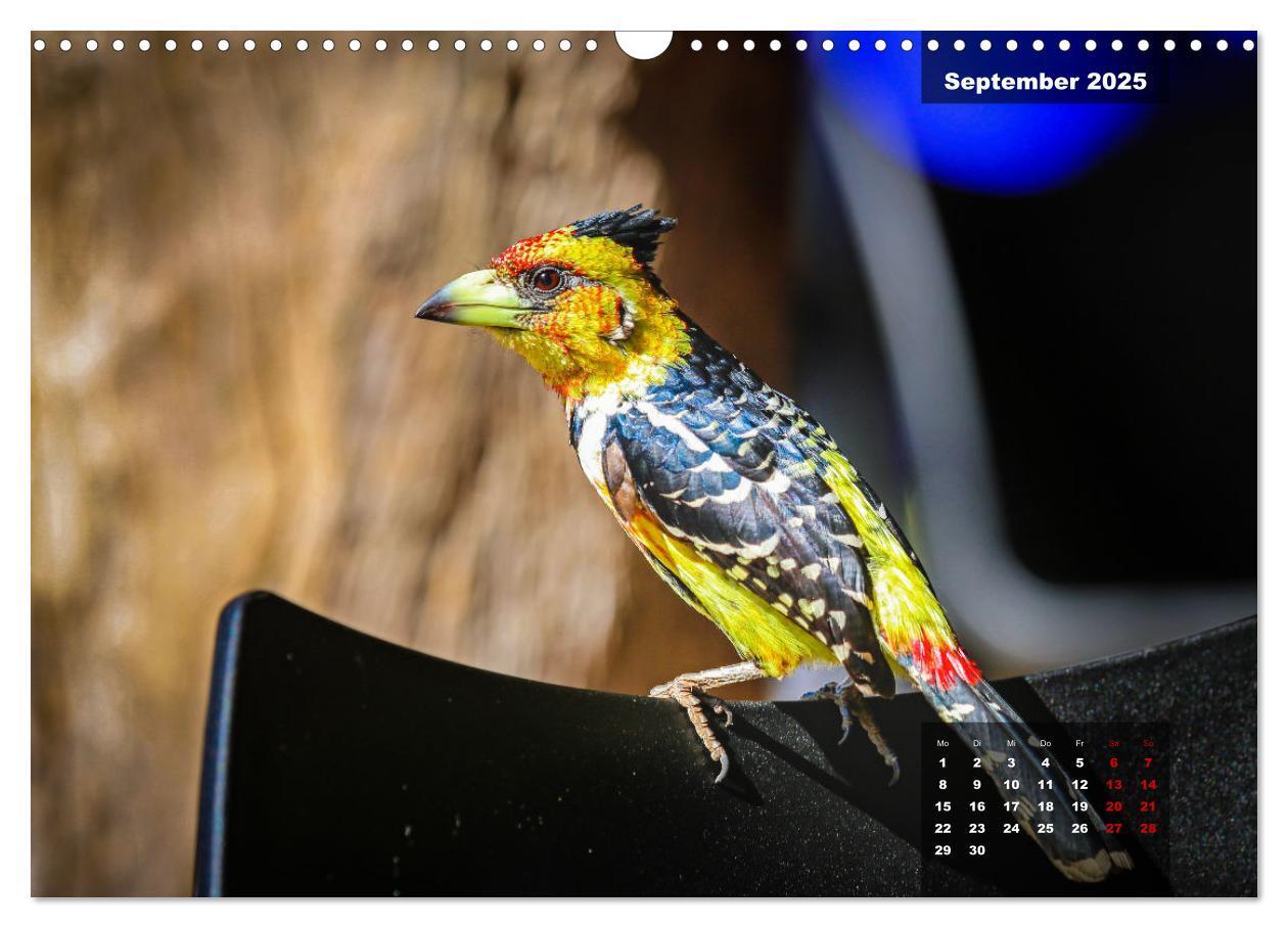 Bild: 9783435030613 | Die bunte Vogelwelt im Kruger National Park (Wandkalender 2025 DIN...