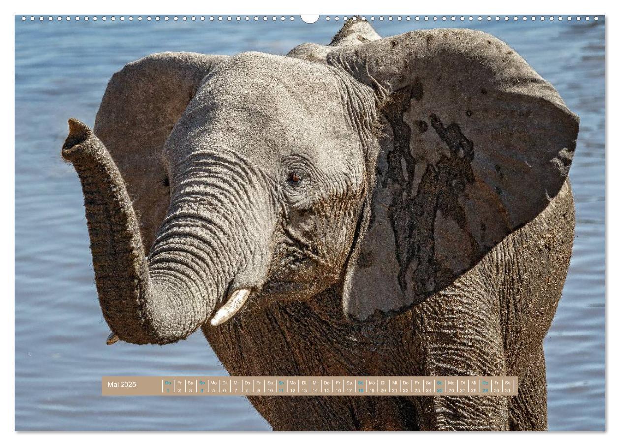 Bild: 9783435577781 | Afrikas Tierwelt - Wilde Elefanten (Wandkalender 2025 DIN A2 quer),...