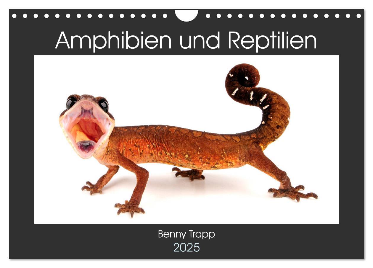 Cover: 9783435398966 | Amphibien und Reptilien (Wandkalender 2025 DIN A4 quer), CALVENDO...