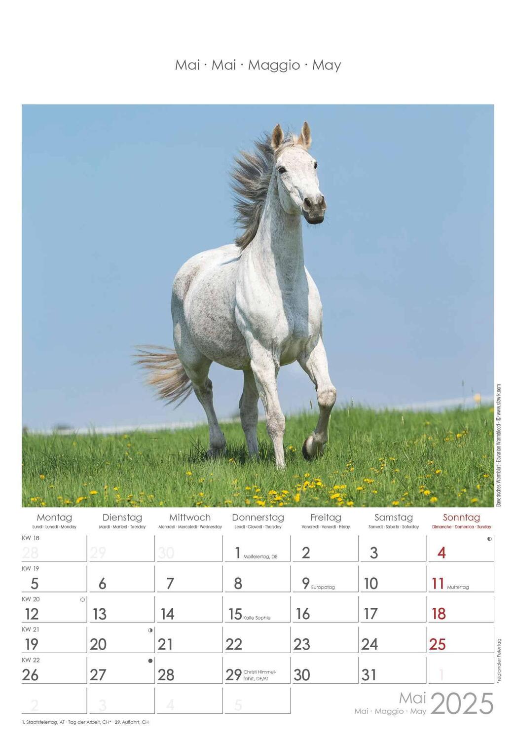 Bild: 4251732341022 | Pferde 2025 - Bildkalender 23,7x34 cm - Kalender mit Platz für...