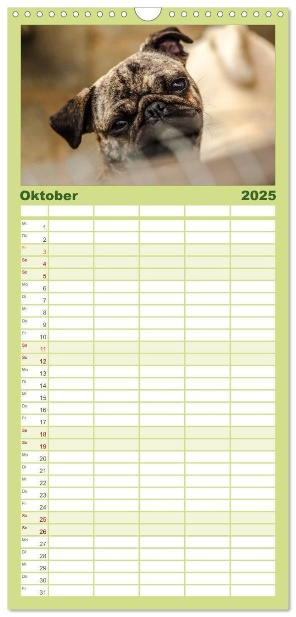 Bild: 9783457112281 | Familienplaner 2025 - Möpse mit 5 Spalten (Wandkalender, 21 x 45...