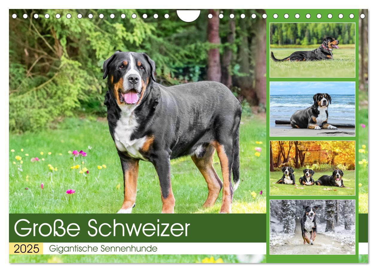 Cover: 9783457217979 | Große Schweizer - Gigantische Sennenhunde (Wandkalender 2025 DIN A4...