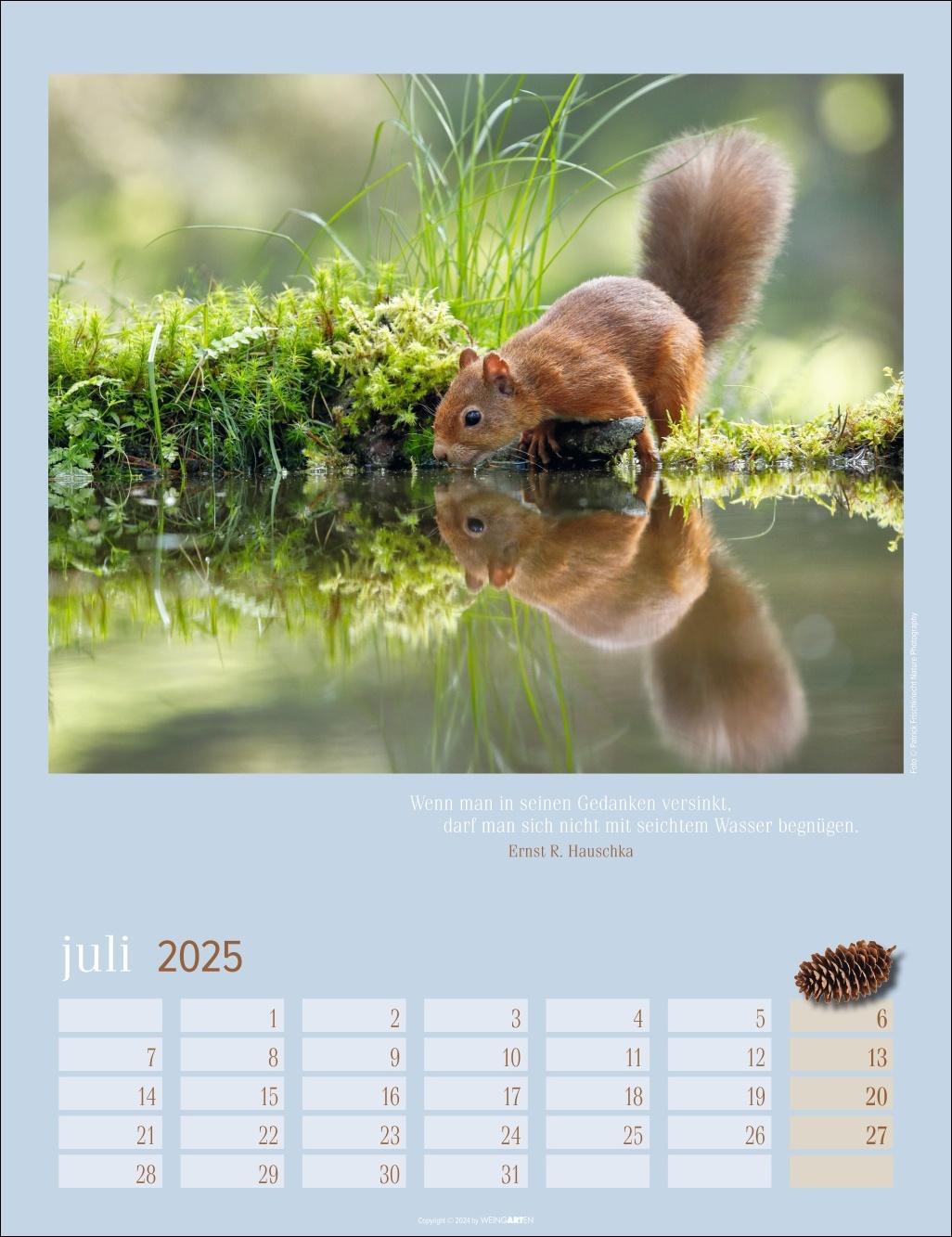 Bild: 9783839900758 | Eichhörnchen Kalender 2025 | Kalender | Spiralbindung | 14 S. | 2025