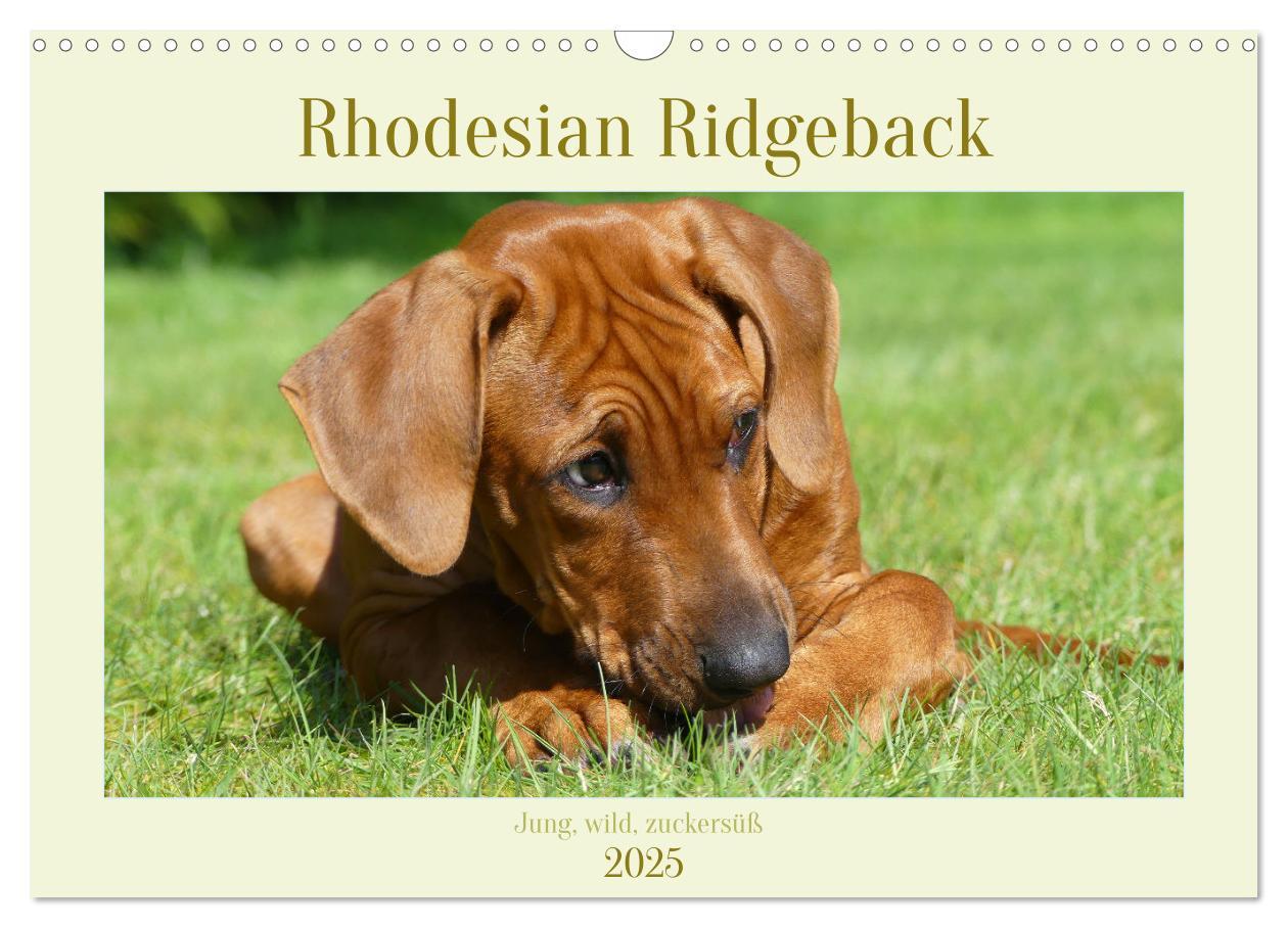 Cover: 9783383937415 | Rhodesian Ridgeback - Jung, wild, zuckersüß (Wandkalender 2025 DIN...