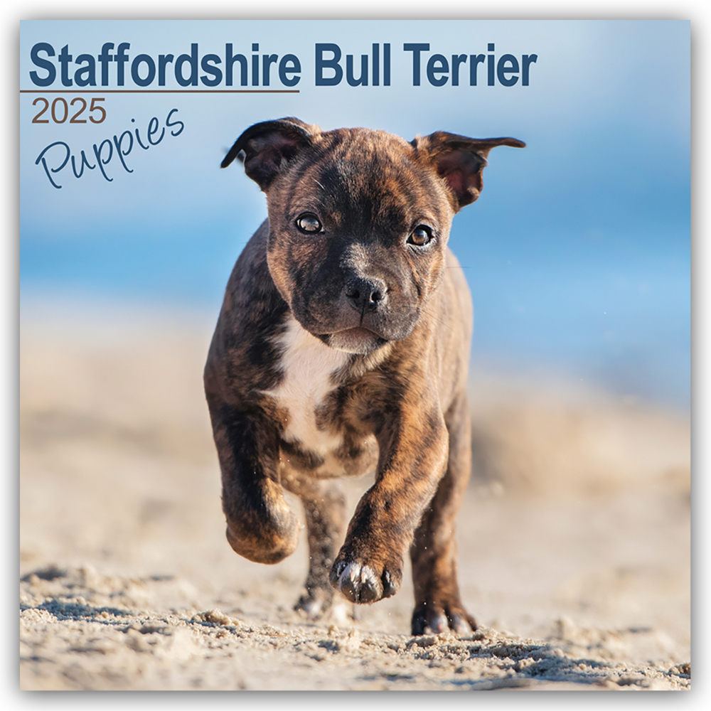 Cover: 9781804604106 | Staffordshire Bull Terrier Puppies - Staffordshire Bull Terrier...