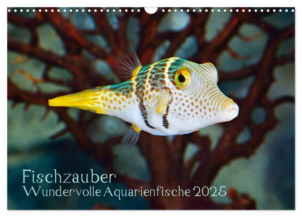 Cover: 9783435793945 | Fischzauber - Wundervolle Aquarienfische (Wandkalender 2025 DIN A3...