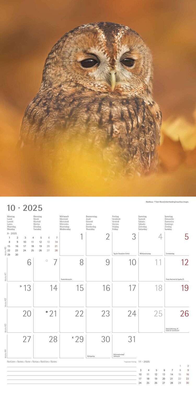 Bild: 4251732340735 | Eulen 2025 - Broschürenkalender 30x30 cm (30x60 geöffnet) -...