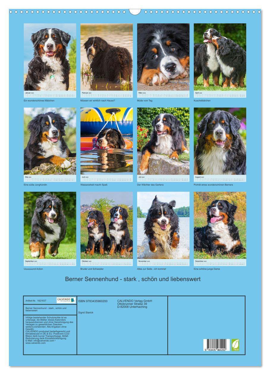 Bild: 9783435960200 | Berner Sennenhund - stark , schön und liebenswert (Wandkalender...