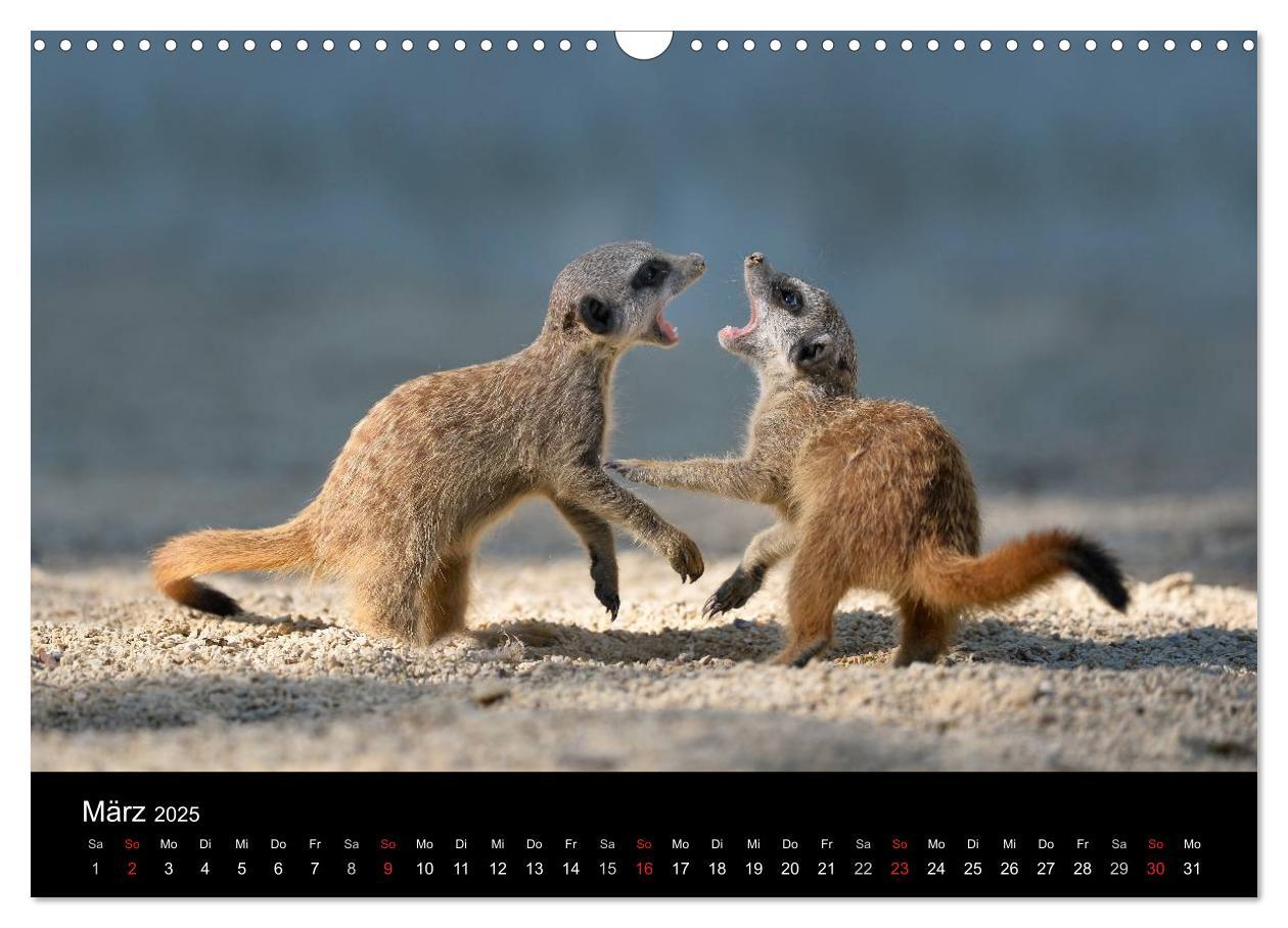 Bild: 9783435782123 | Lustige Erdmännchen (Wandkalender 2025 DIN A3 quer), CALVENDO...