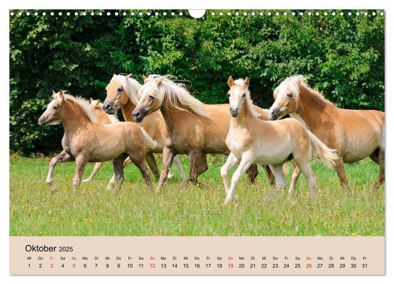 Bild: 9783435786213 | Haflinger Fohlen (Wandkalender 2025 DIN A3 quer), CALVENDO...